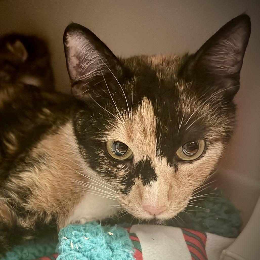 Enlarge Journey, a Adoptable American Shorthair in Newberg, OR image 1/1
