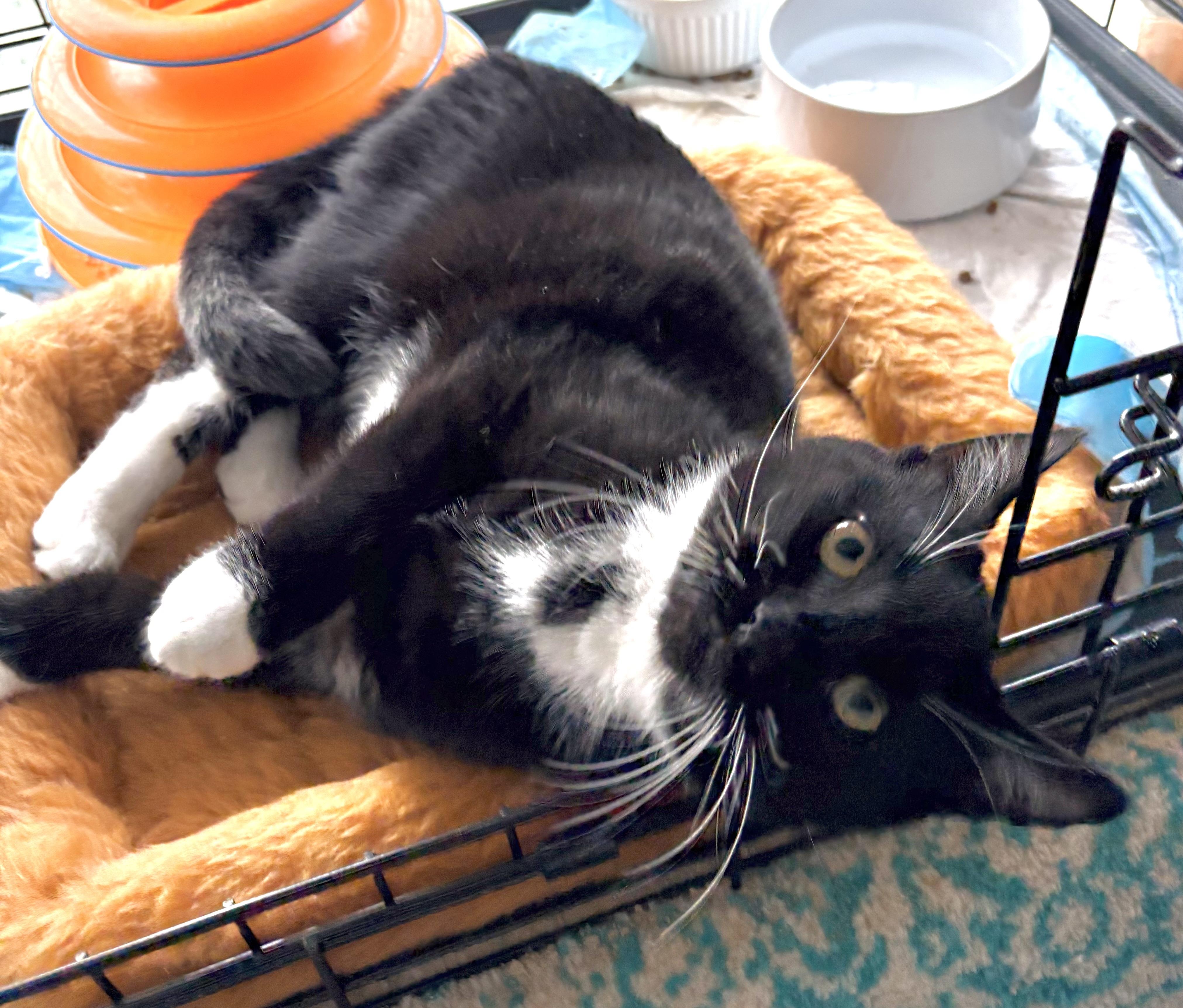 Brannigan , a ADOPTABLE Domestic Short Hair in Roslyn Heights, NY image 2/2