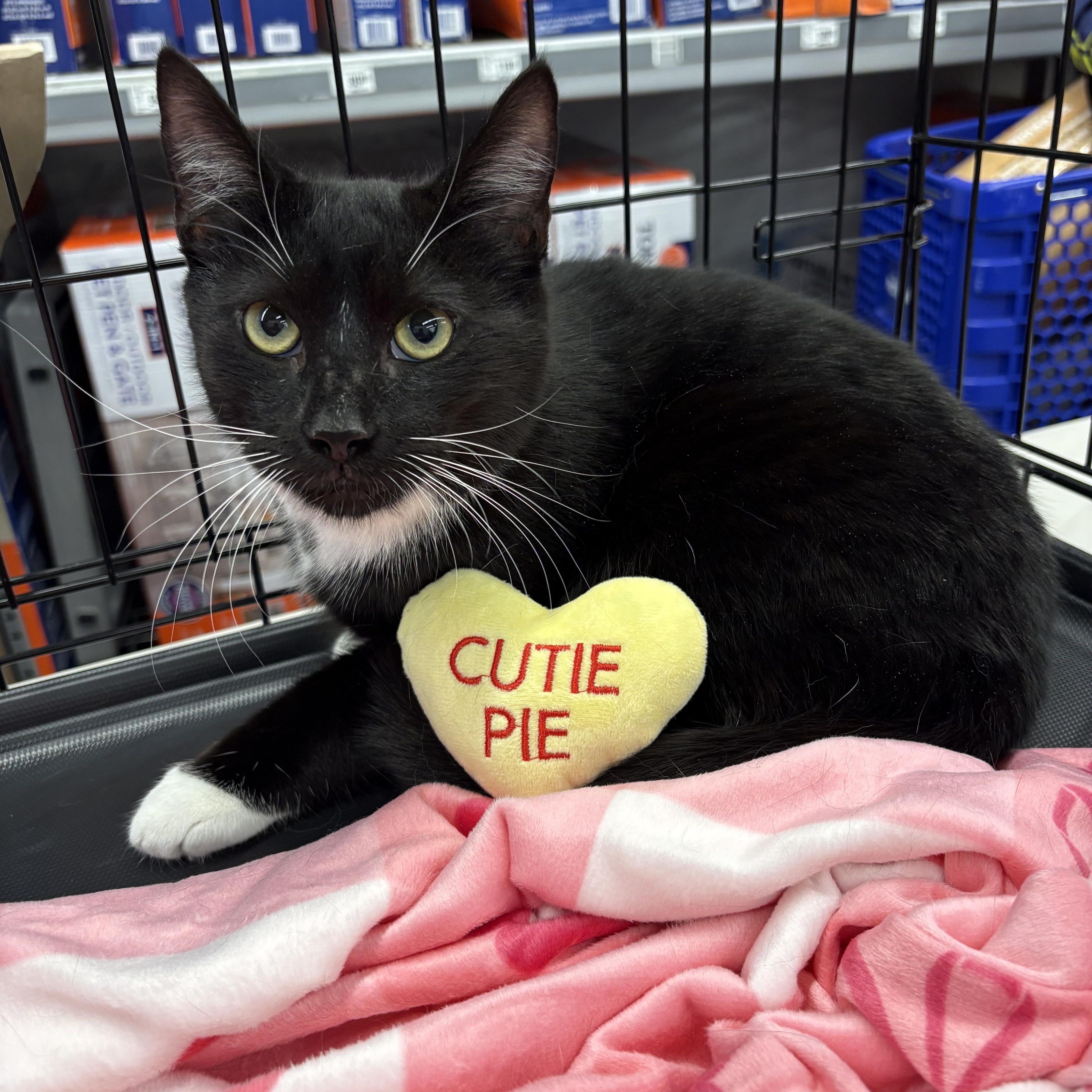 Brannigan , a ADOPTABLE Domestic Short Hair in Roslyn Heights, NY image 1/2