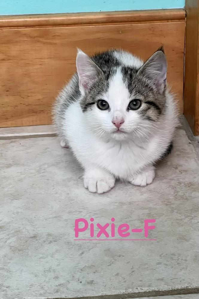Enlarge Pixie (Paletown Purr-babies Litter), a Adoptable Domestic Short Hair in Telford, PA image 1/1