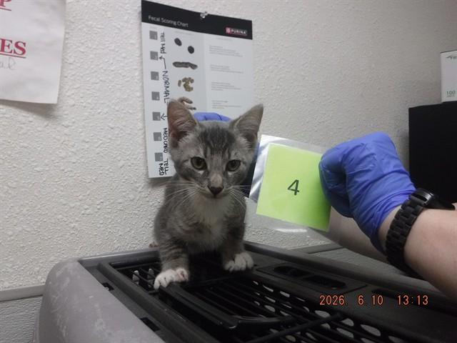 Enlarge ROADRUNNER, a Adoptable mixed breed in Oroville, CA image 1/1