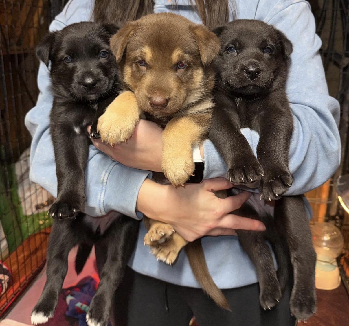 Tri Puppies, Adoptable, Puppy Female German Shepherd Dog.