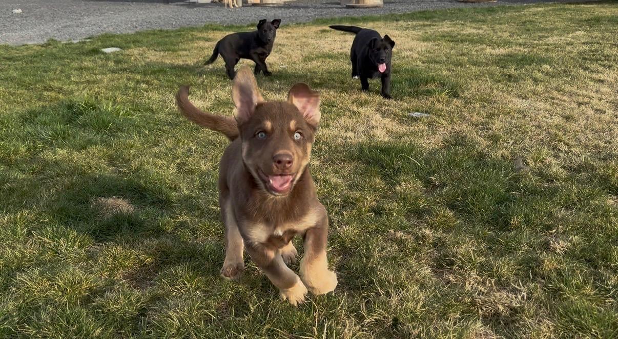 Atlas , a Adoptable mixed breed in Spokane Valley, WA image 1/2