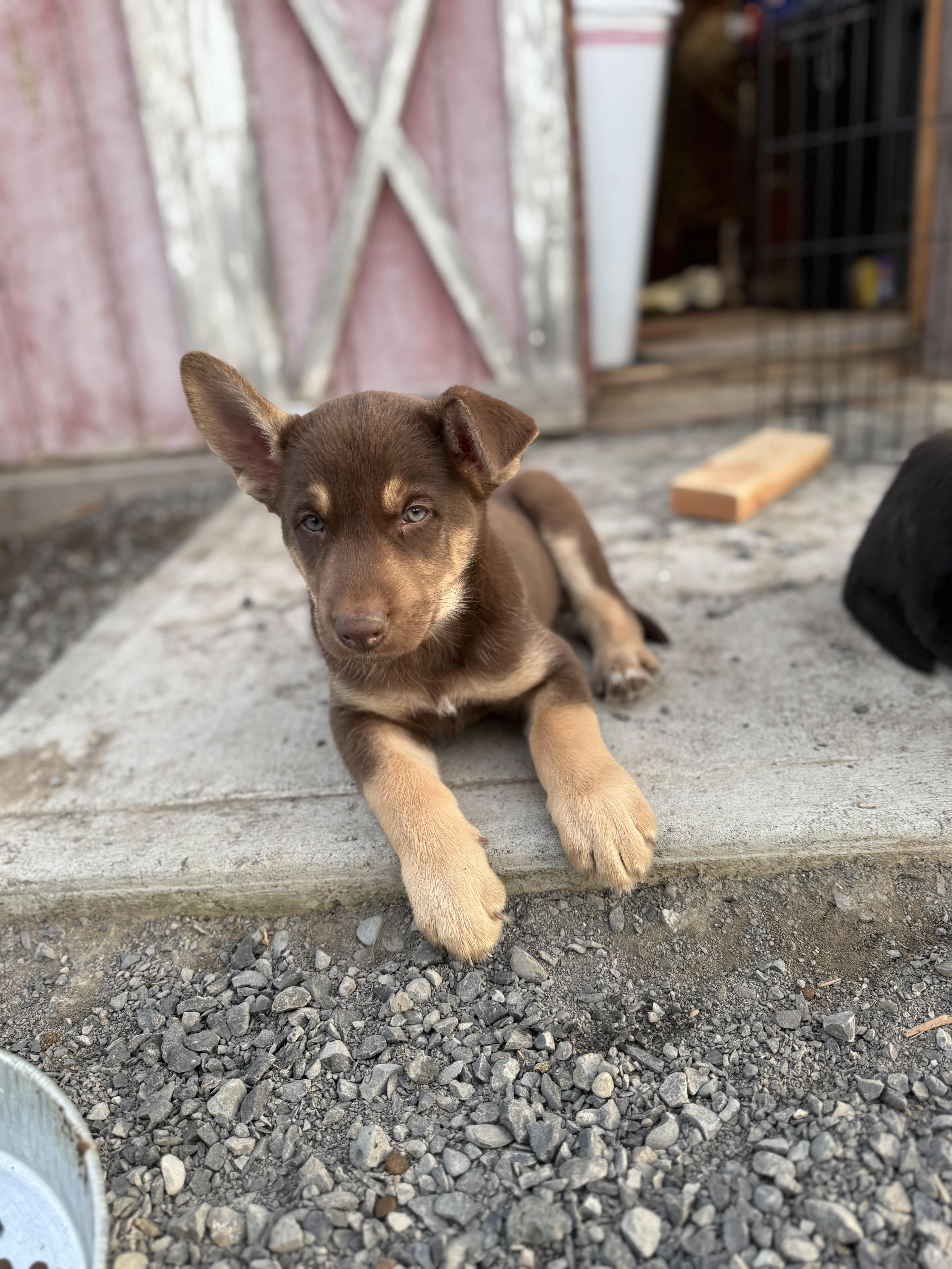 Atlas , a Adoptable mixed breed in Spokane Valley, WA image 2/2