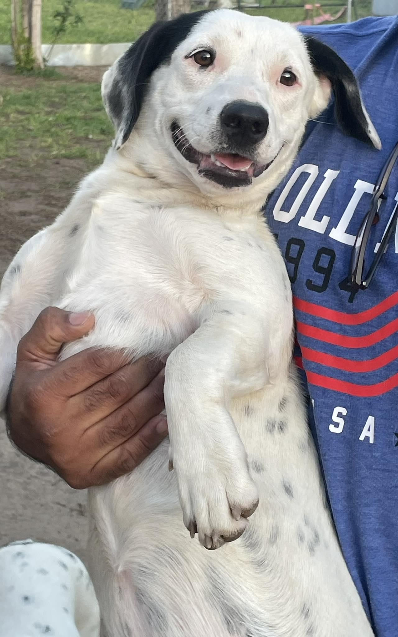 Enlarge Popis, a ADOPTABLE mixed breed in Paramus, NJ image 2/4