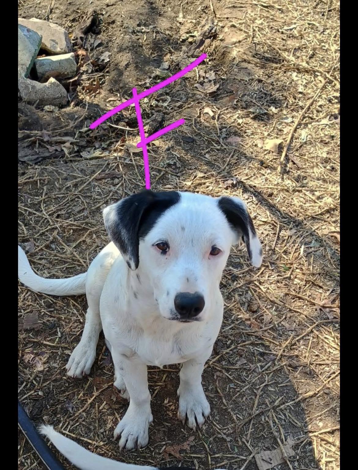 Enlarge Popis, a ADOPTABLE mixed breed in Paramus, NJ image 3/4