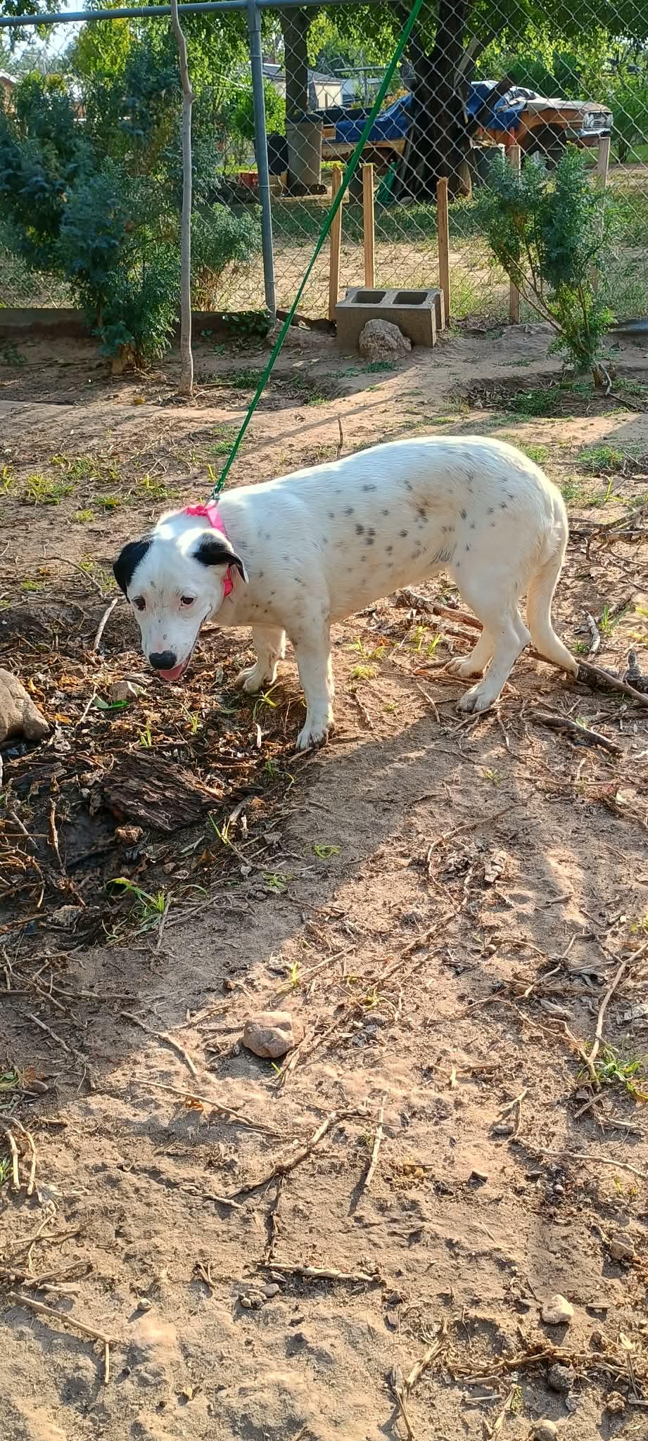 Enlarge Popis, a ADOPTABLE mixed breed in Paramus, NJ image 1/4