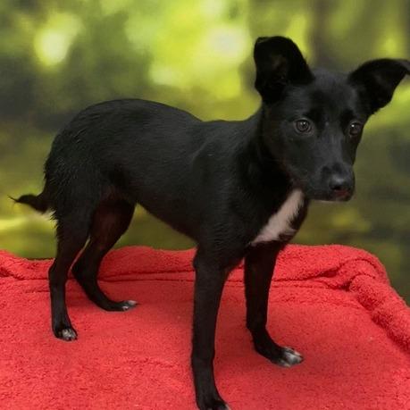 Enlarge Junie, a Adoptable Mixed Breed in Auburn, NH image 1/3