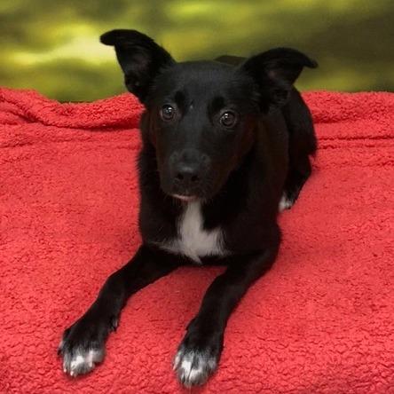 Enlarge Junie, a Adoptable Mixed Breed in Auburn, NH image 2/3