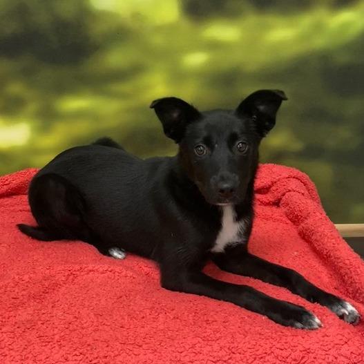 Enlarge Junie, a Adoptable Mixed Breed in Auburn, NH image 3/3