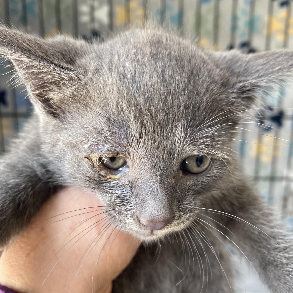 Enlarge Titus, a Adoptable Domestic Short Hair in Blairsville, GA image 2/2