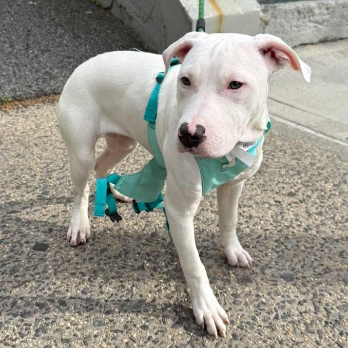 Alaska, ADOPTABLE, Puppy Male American Staffordshire Terrier.