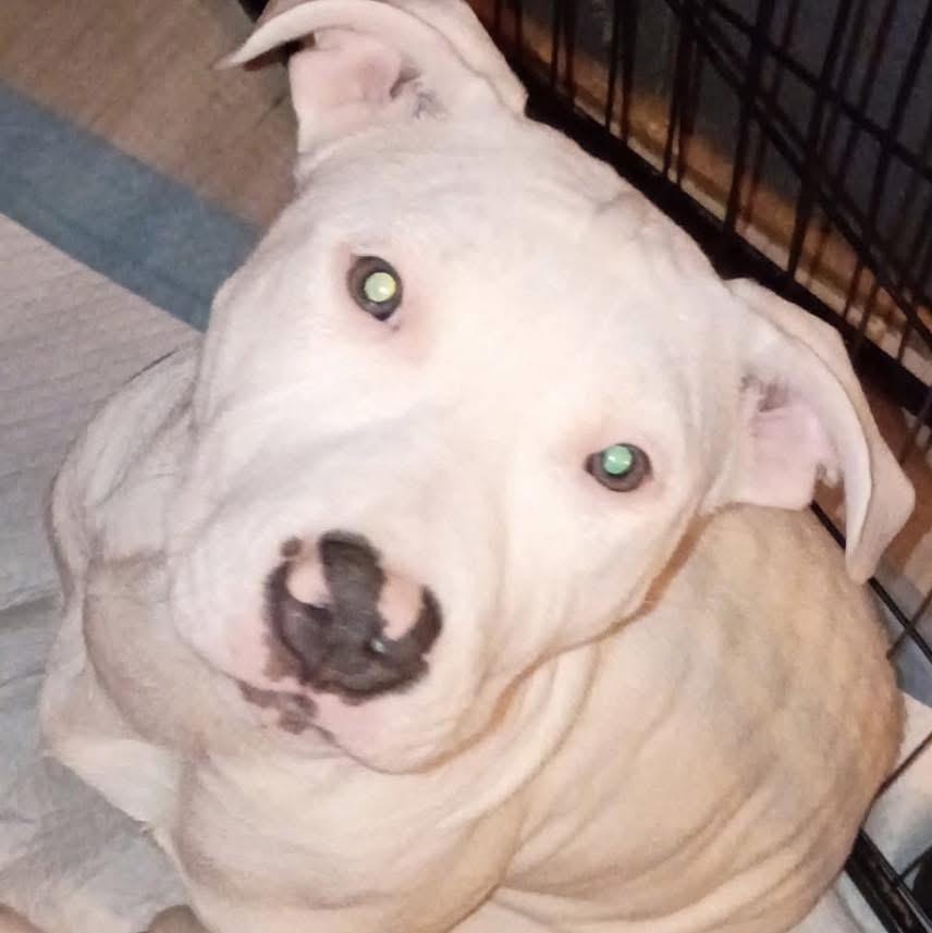 Alaska, a ADOPTABLE mixed breed in Mahopac, NY image 4/5