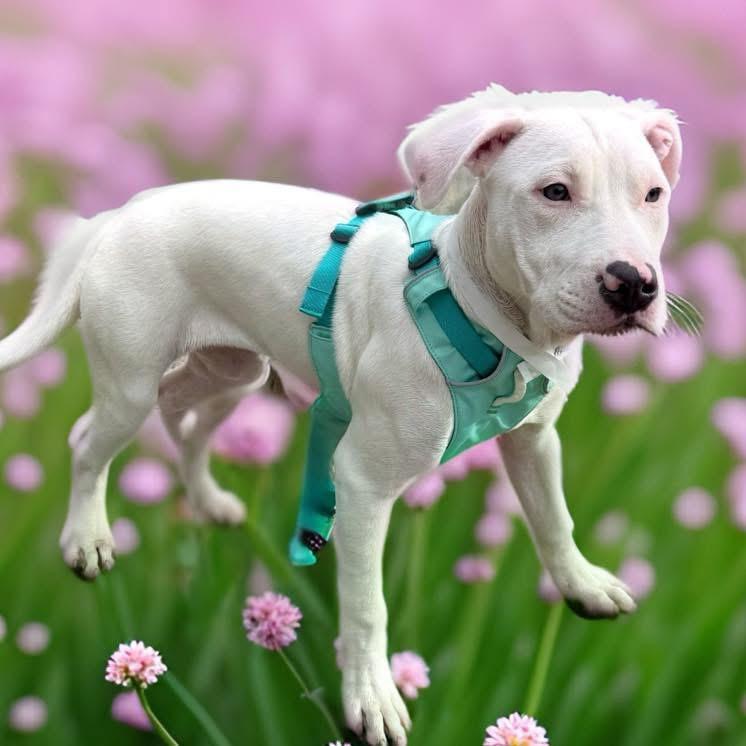 Alaska, a ADOPTABLE mixed breed in Mahopac, NY image 5/5