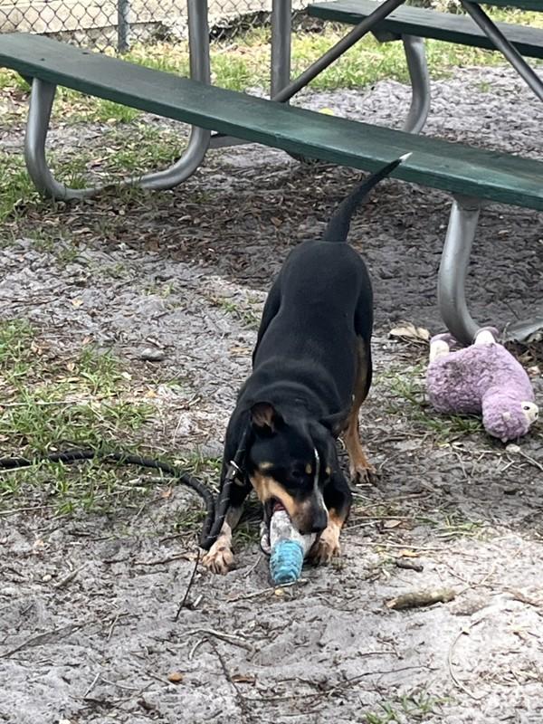 Enlarge Fynn, a Adoptable mixed breed in Melbourne, FL image 1/1
