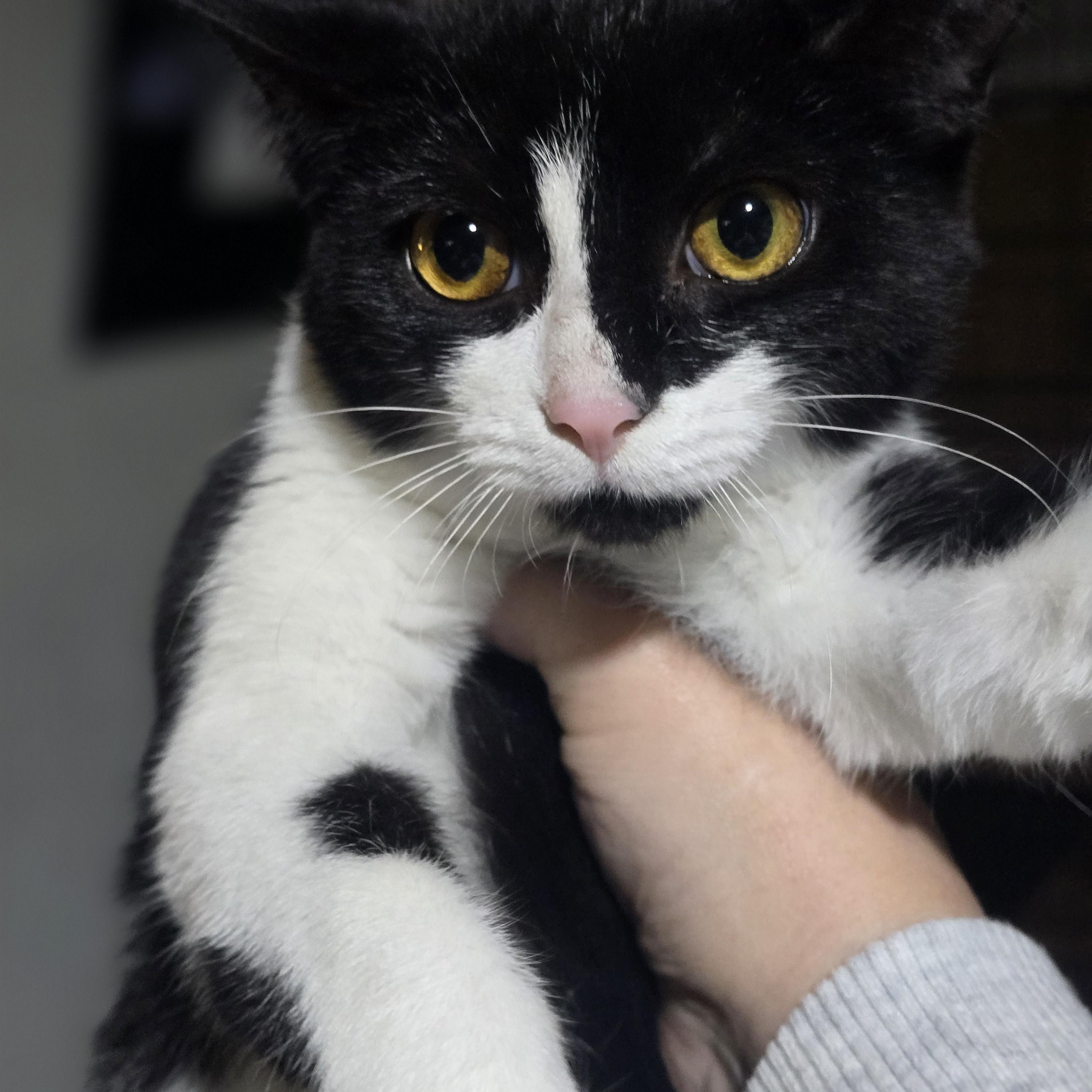 Enlarge "JADIS " the White Queen, a Adoptable Domestic Short Hair in Elizabeth, PA image 1/4