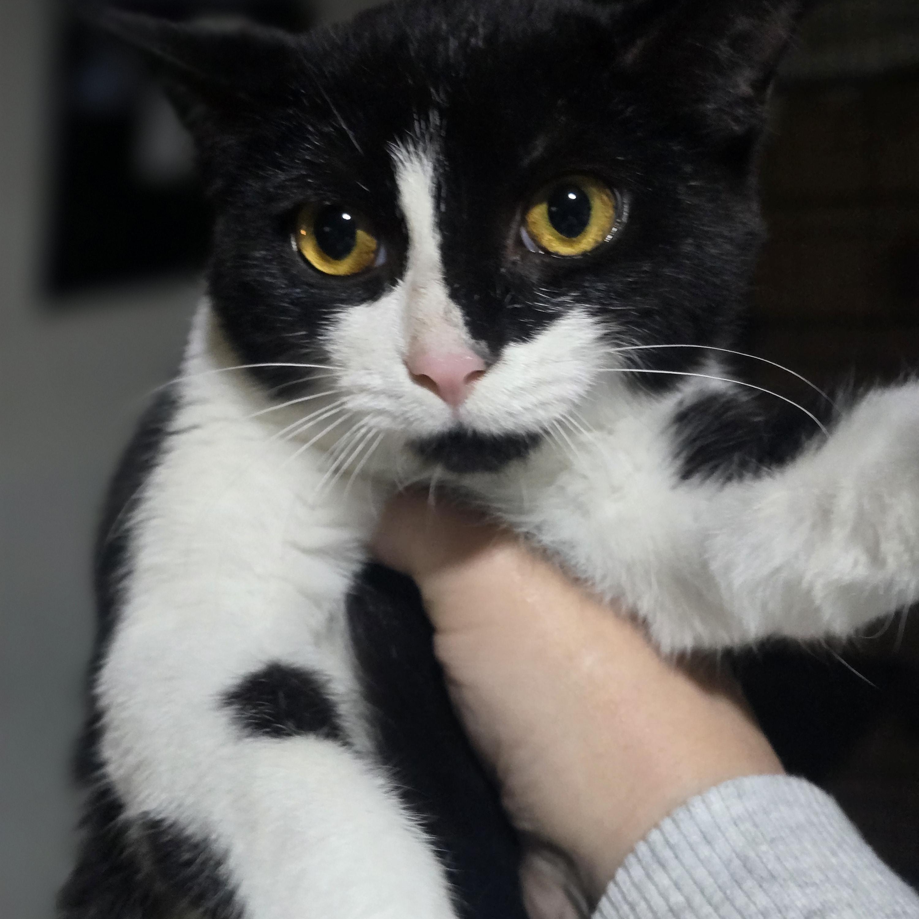 Enlarge "JADIS " the White Queen, a Adoptable Domestic Short Hair in Elizabeth, PA image 4/4