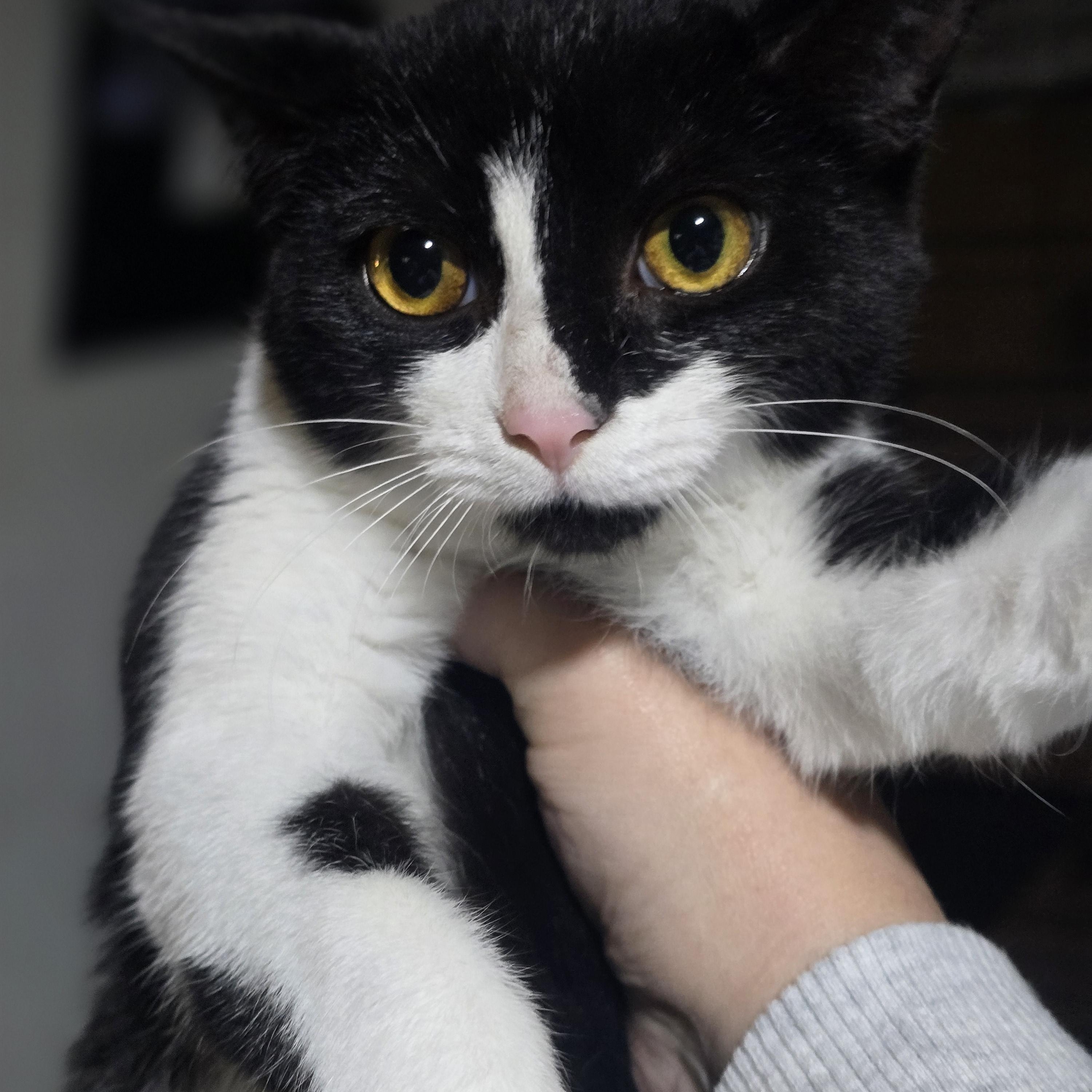 Enlarge "JADIS " the White Queen, a Adoptable Domestic Short Hair in Elizabeth, PA image 3/4