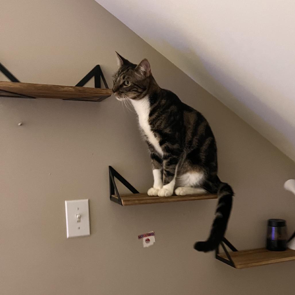 Enlarge Titus, a Adoptable Domestic Short Hair in Wakefield, MA image 2/5