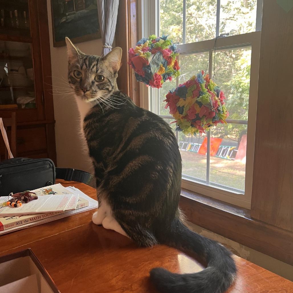 Enlarge Titus, a Adoptable Domestic Short Hair in Wakefield, MA image 3/5