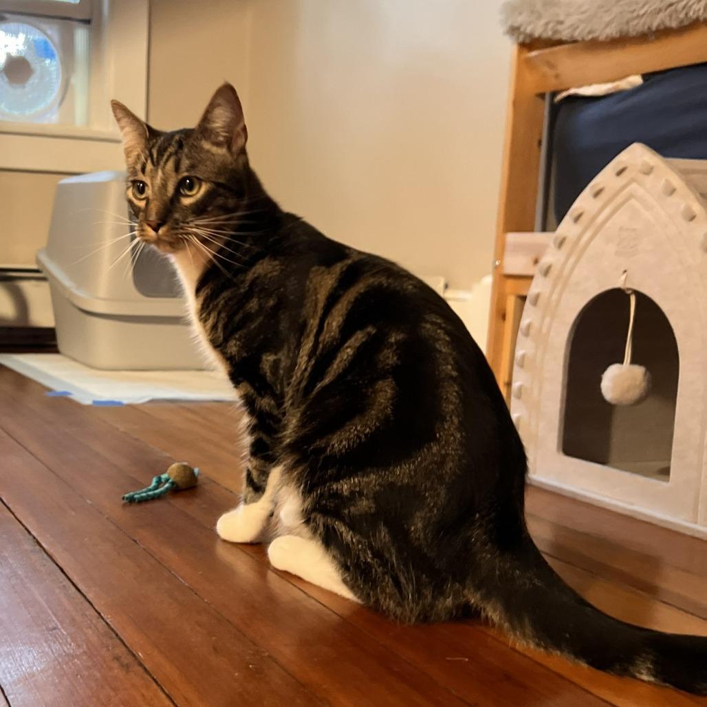 Enlarge Titus, a Adoptable Domestic Short Hair in Wakefield, MA image 4/5