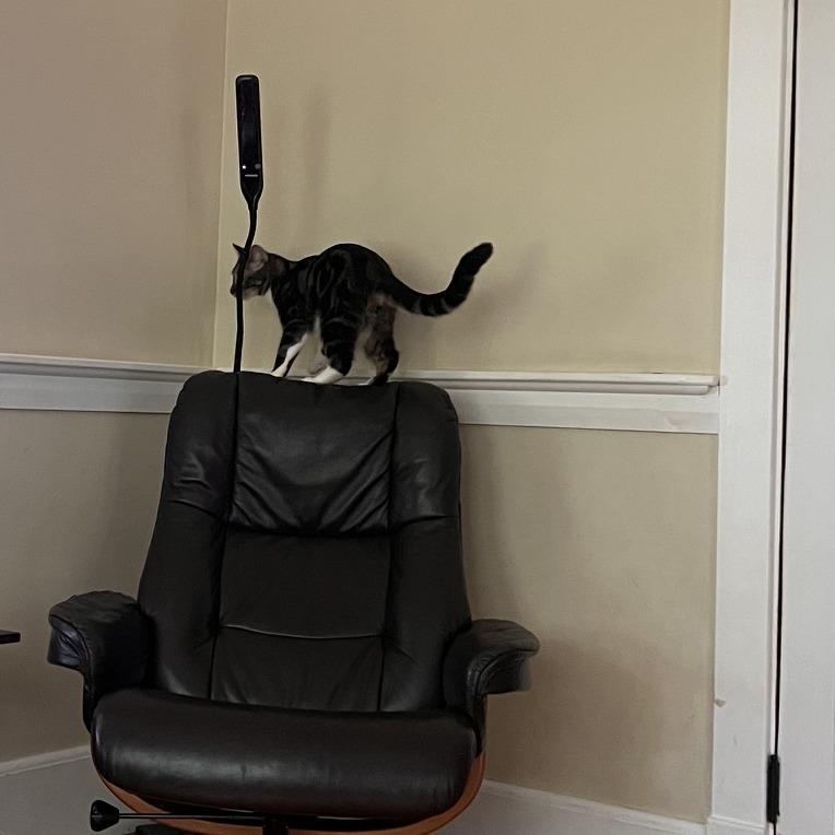 Enlarge Titus, a Adoptable Domestic Short Hair in Wakefield, MA image 5/5