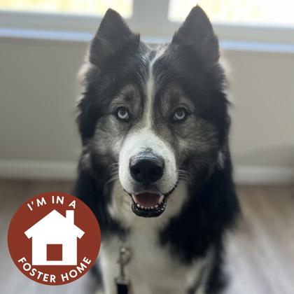 Koba, Adoptable, Young Male Mixed Breed & Mixed Breed.