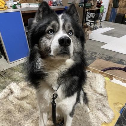 Koba, Adoptable, Young Male Mixed Breed & Mixed Breed.