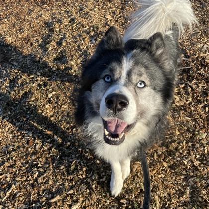 Enlarge Koba, a Adoptable mixed breed in Janesville, WI image 2/3