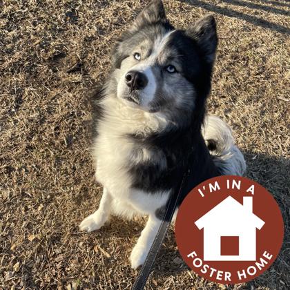 Enlarge Koba, a Adoptable mixed breed in Janesville, WI image 3/3