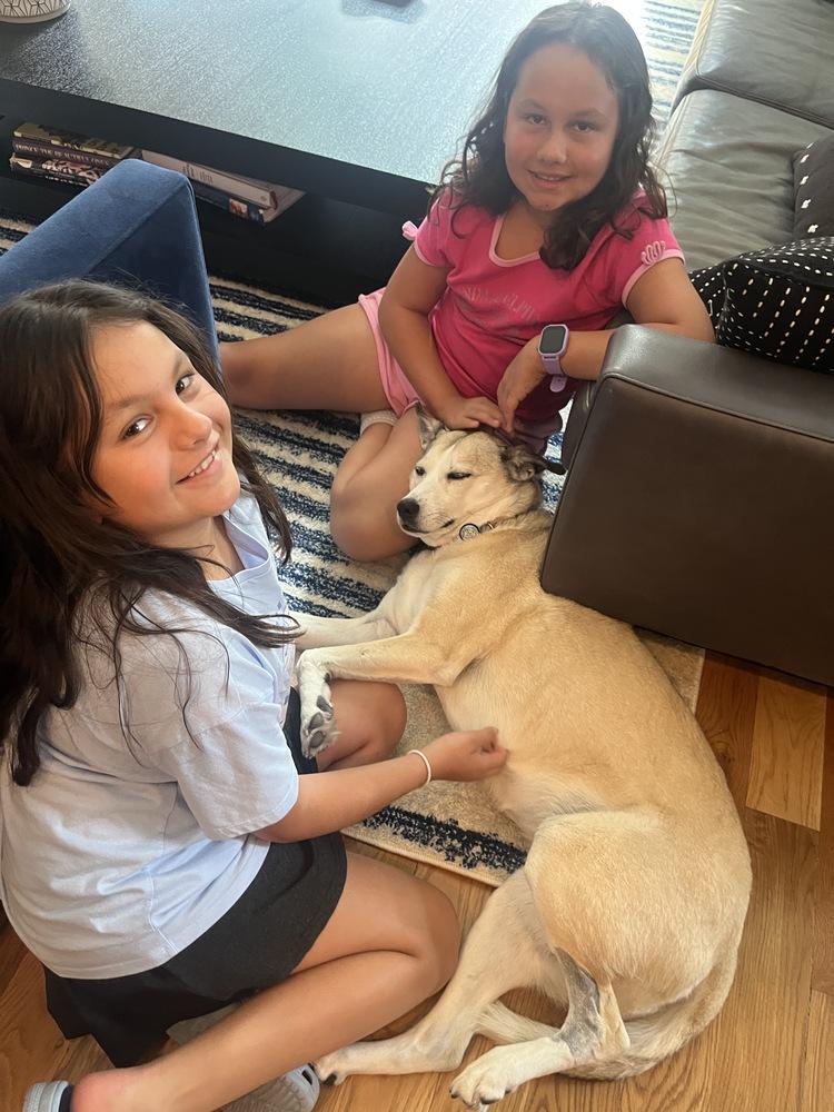Venus, Adoptable, Adult Female Labrador Retriever & Siberian Husky.