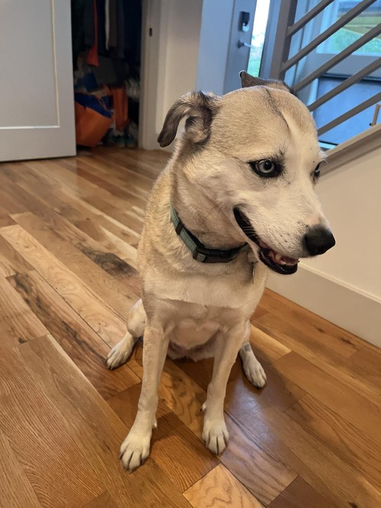 Enlarge Venus, a Adoptable mixed breed in Littleton, CO image 6/6