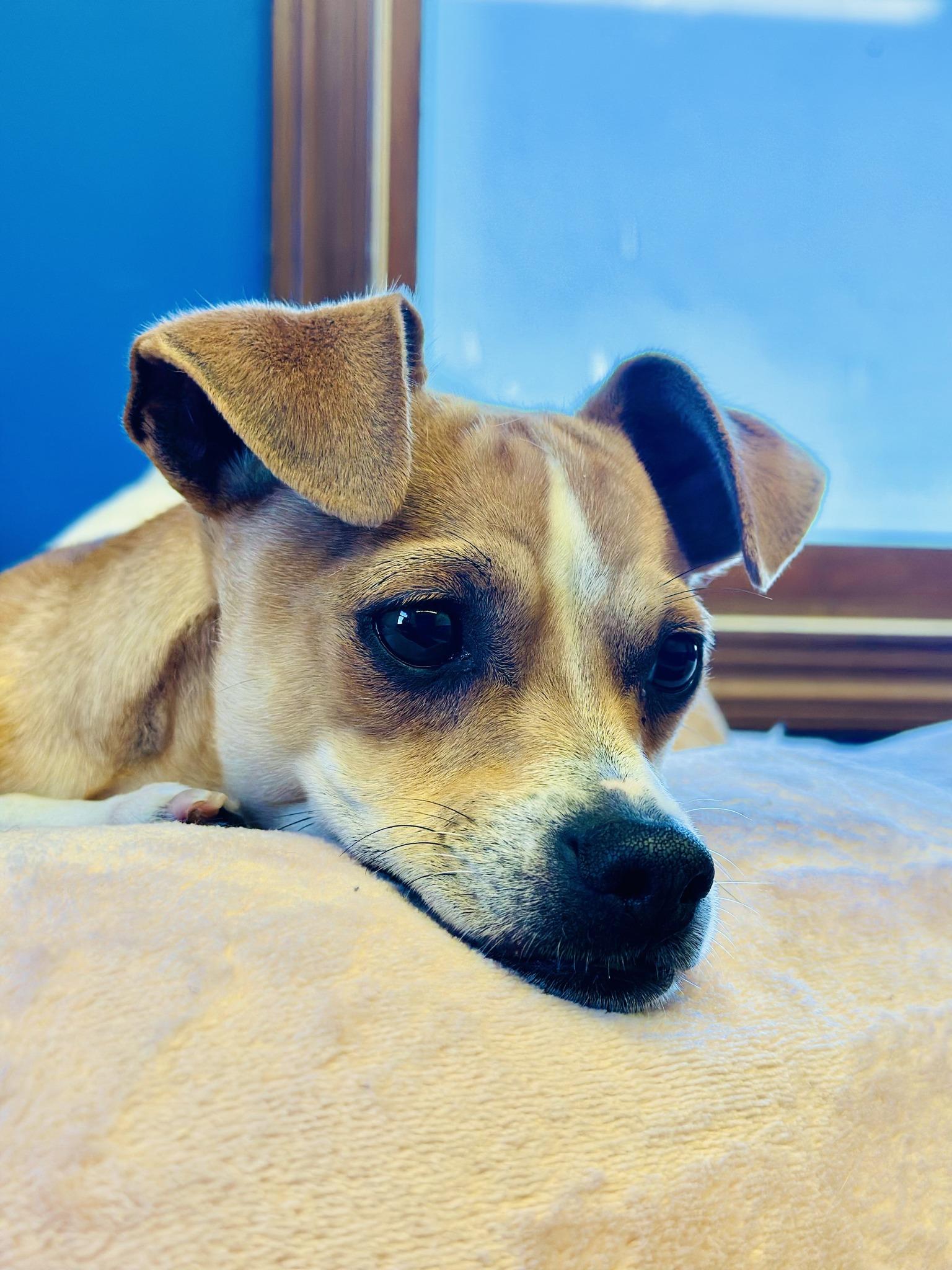 PeeWee, Adopted, Adult Male Chihuahua.