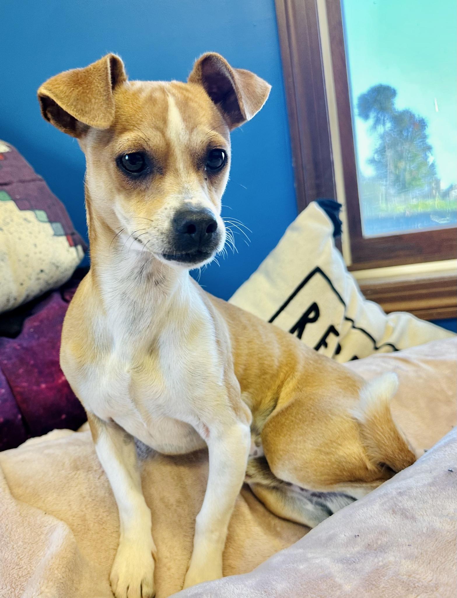 PeeWee, Adopted, Adult Male Chihuahua.