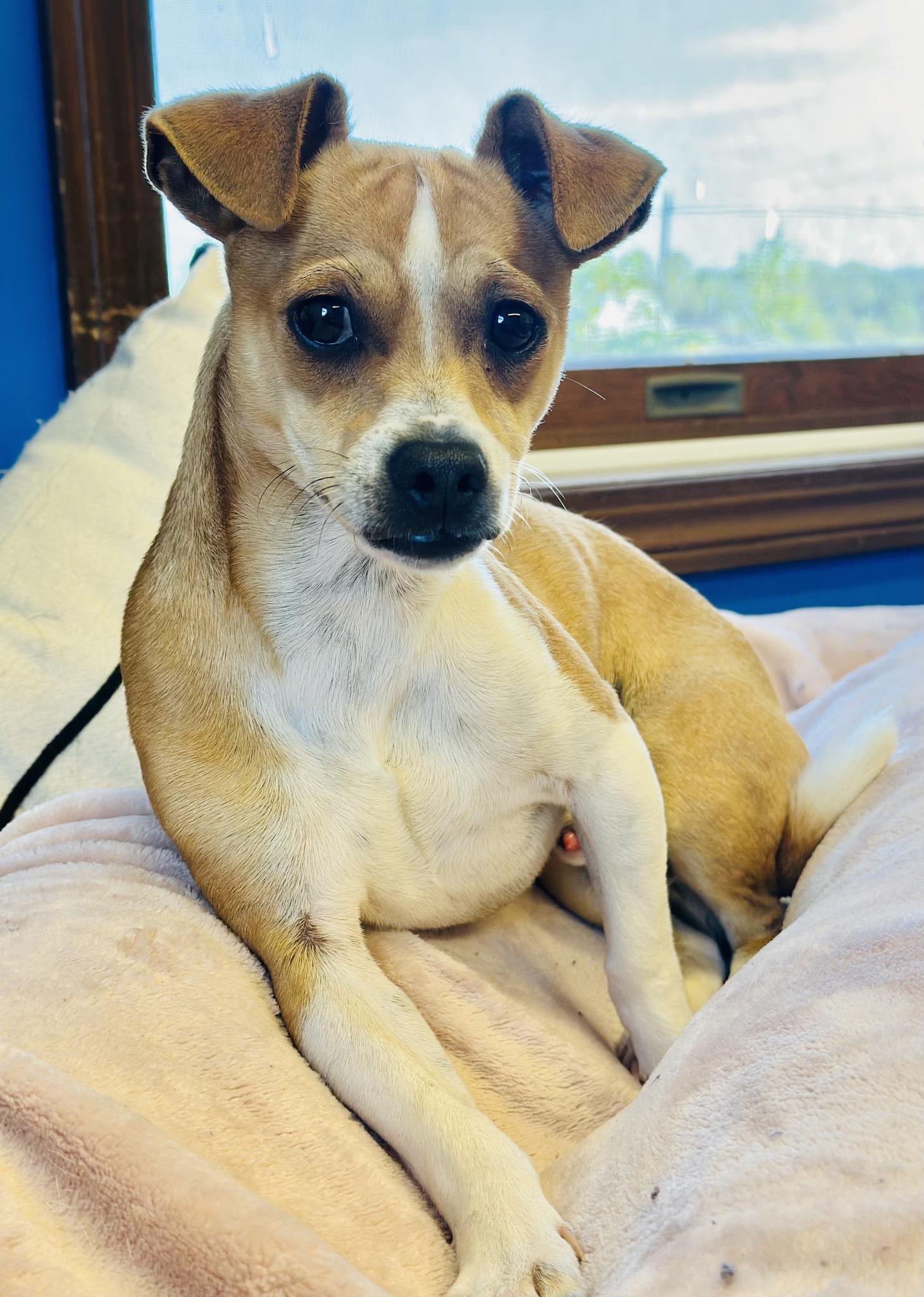 Enlarge PeeWee, a Adopted mixed breed in Millersburg, OH image 3/3