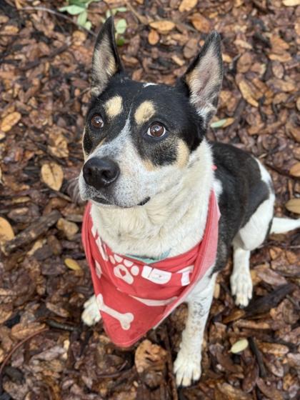 Bonnie — thumbnail 2