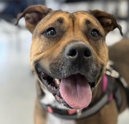 Enlarge India, a Adoptable mixed breed in Gwinn, MI image 1/1