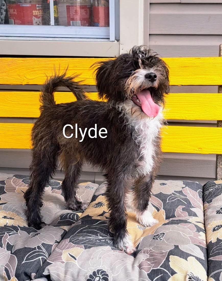 Enlarge Clyde, a Adoptable mixed breed in Amelia, OH image 2/2