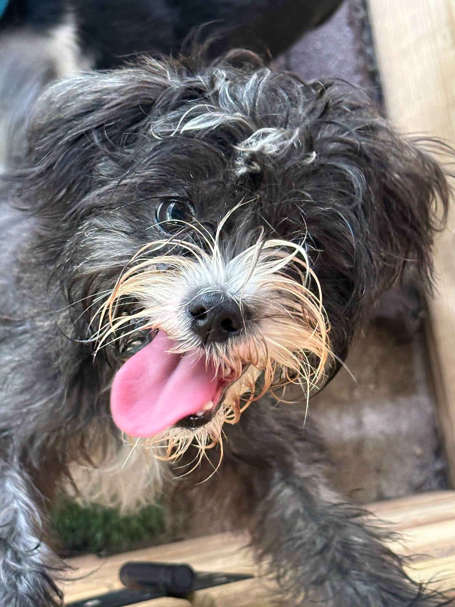 Clyde photo