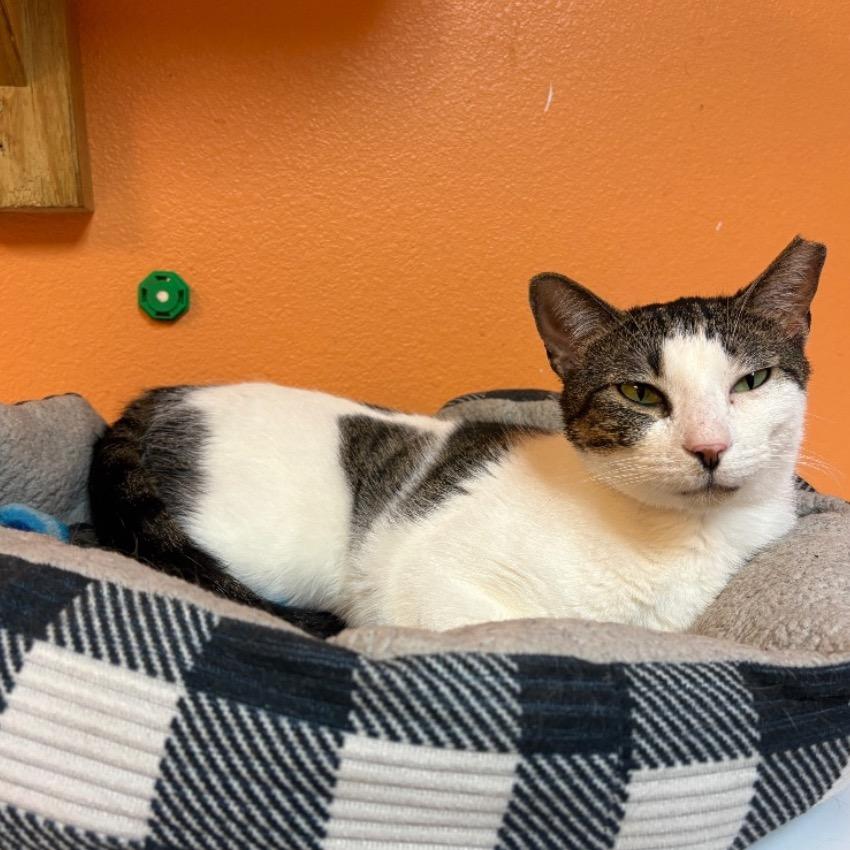 Enlarge Lizzy, a Adoptable Domestic Short Hair in Fulton, TX image 1/1