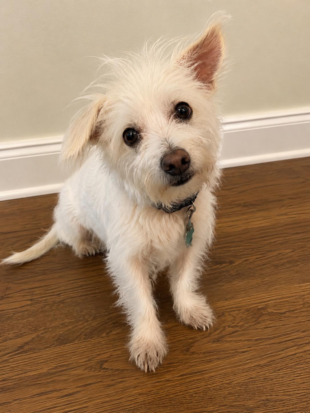 Mojo, adopted, Adult Male Silky Terrier.