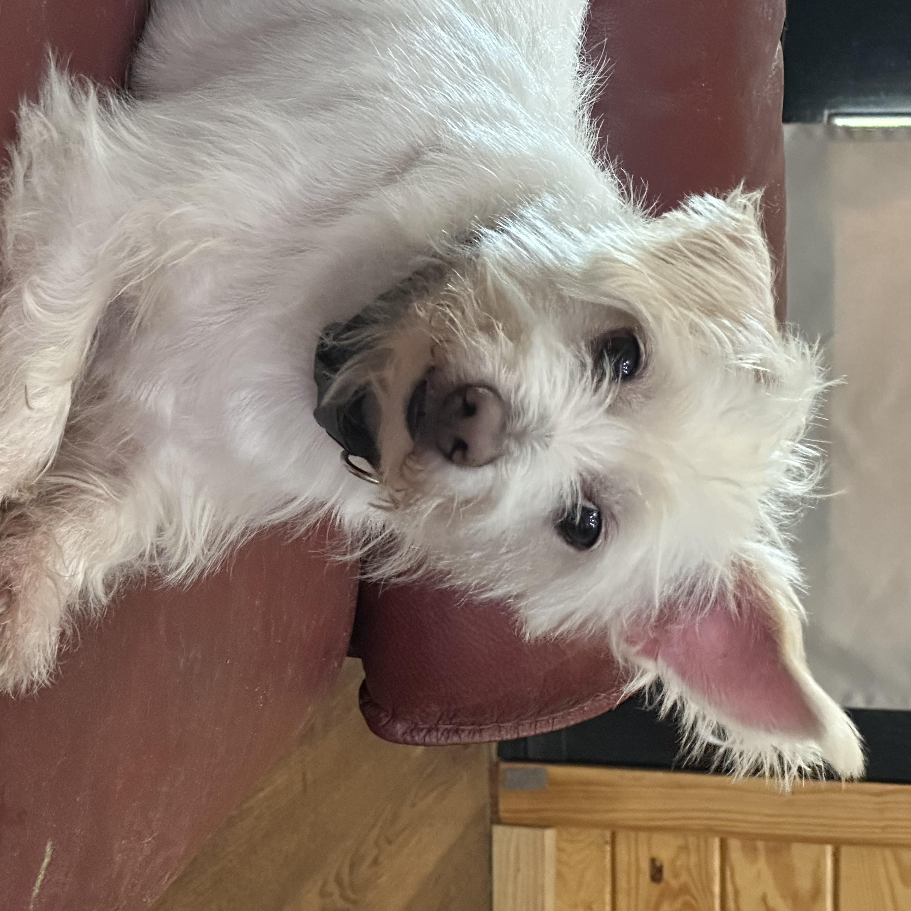 Mojo, an adopted mixed breed in Douglas, GA image 2/2