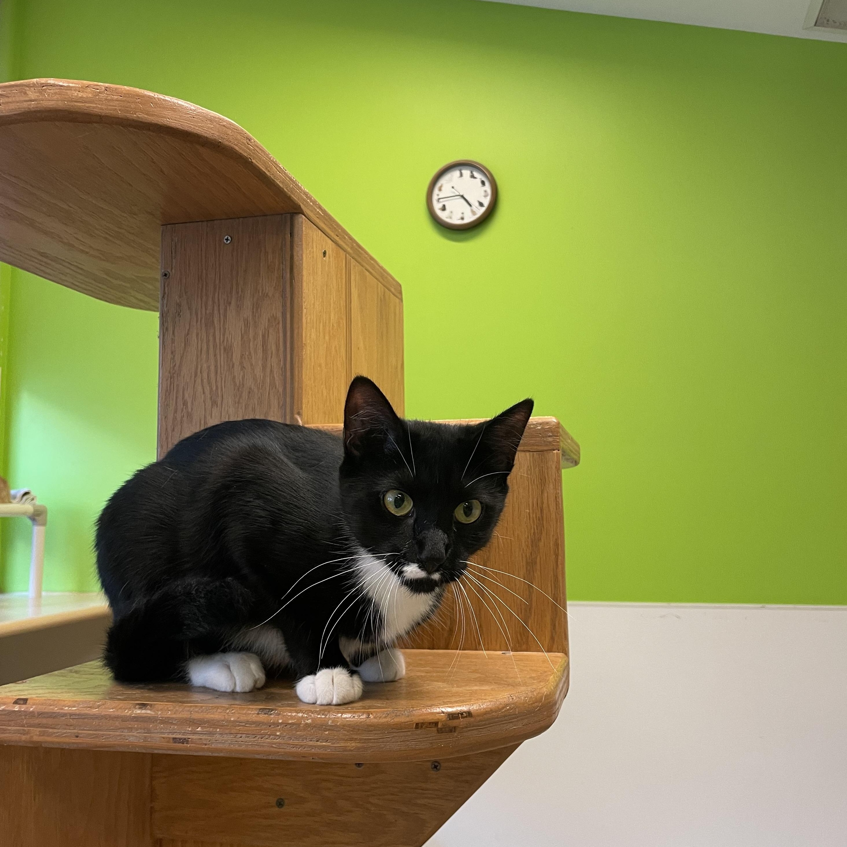 Enlarge Tres Leches, an adopted Domestic Short Hair in Chicago, IL image 2/2