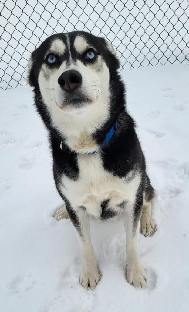 Nova, Adopted, Adult Female Husky.