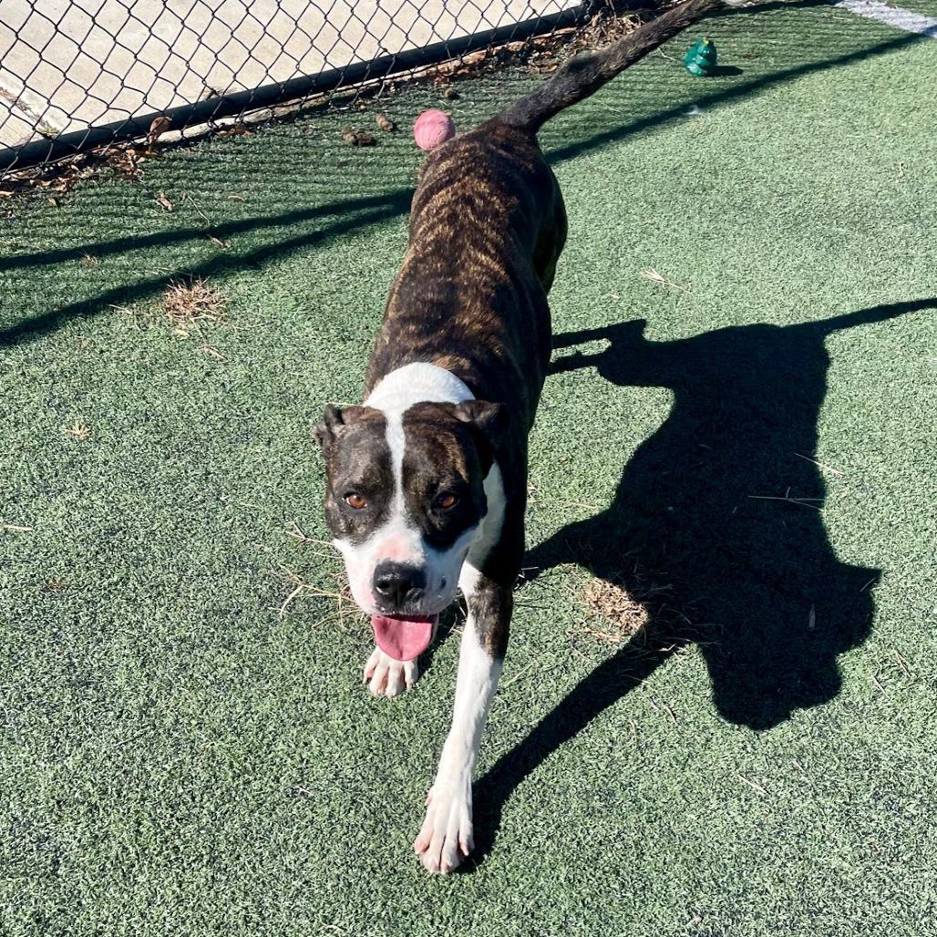 Enlarge Moonlight, a Adoptable mixed breed in Nashville, TN image 1/5