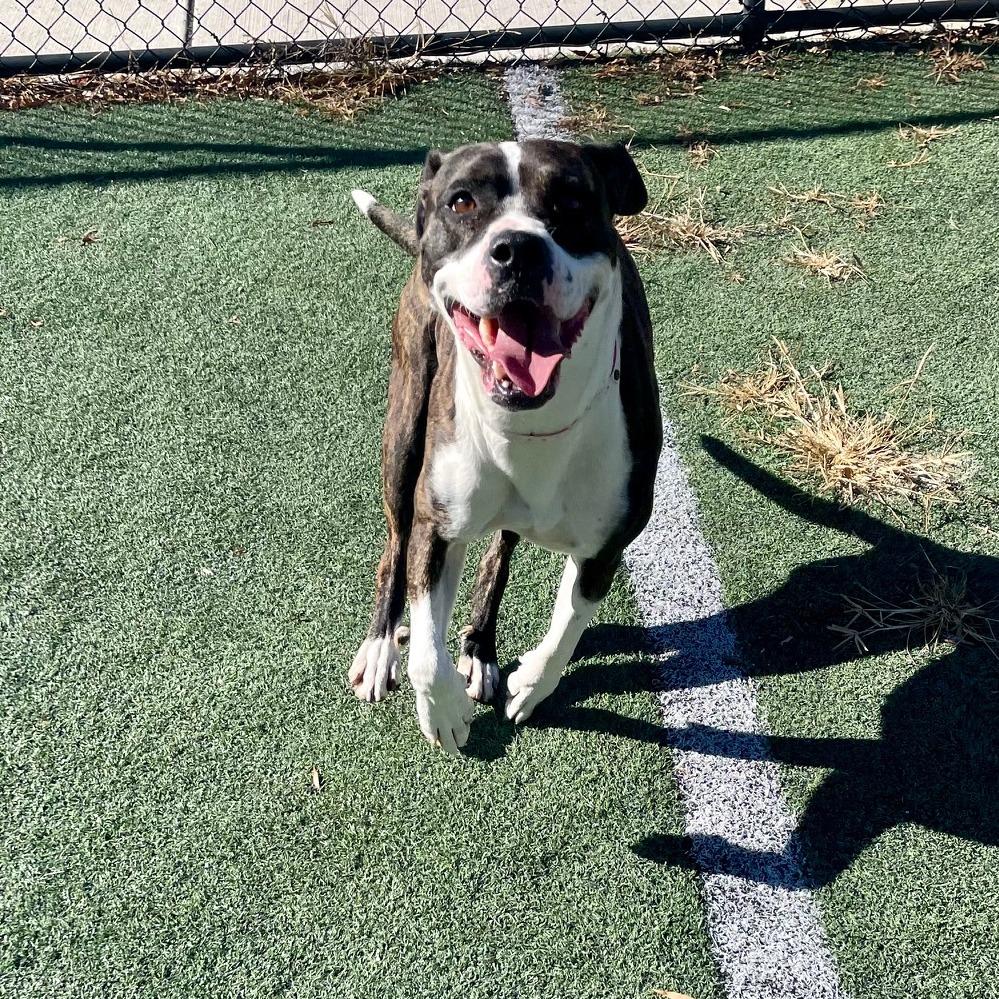 Enlarge Moonlight, a Adoptable mixed breed in Nashville, TN image 2/5