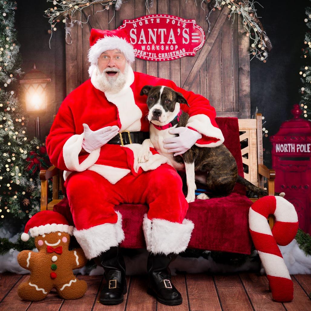 Enlarge Moonlight, a Adoptable mixed breed in Nashville, TN image 3/5