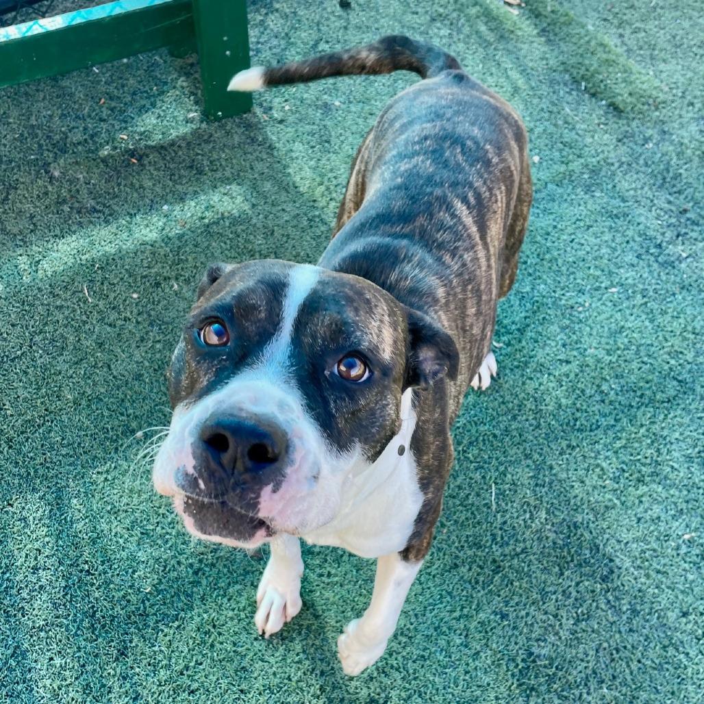 Enlarge Moonlight, a Adoptable mixed breed in Nashville, TN image 4/5