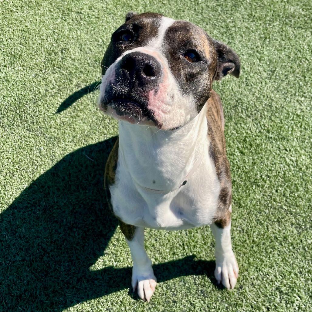 Enlarge Moonlight, a Adoptable mixed breed in Nashville, TN image 5/5