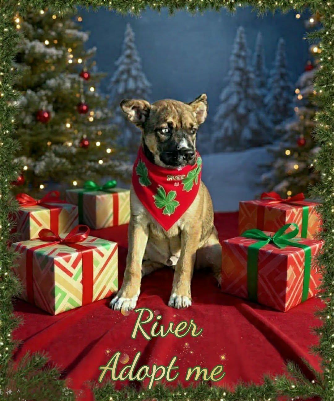 Enlarge River, a ADOPTABLE mixed breed image 1/4